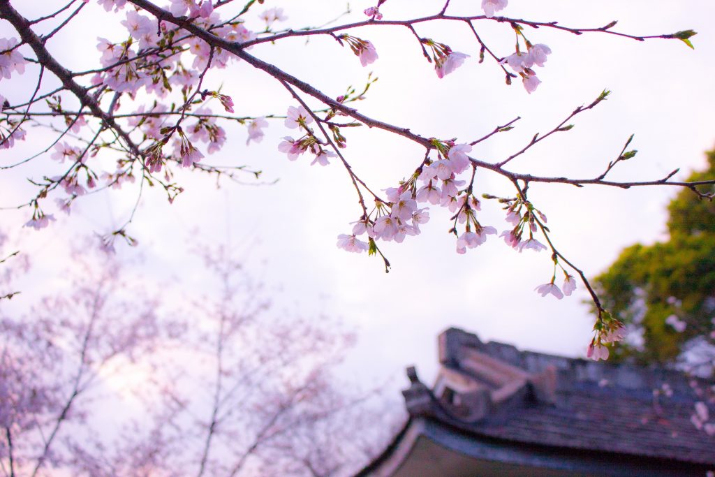 Cherry blossom in Korea