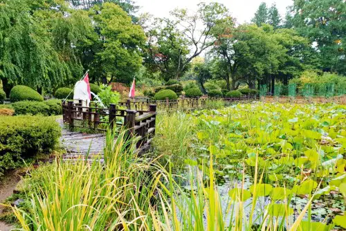 Lotus garden at the Nami Island