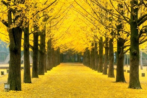 Nami Island Ginko Tree Path in autunno