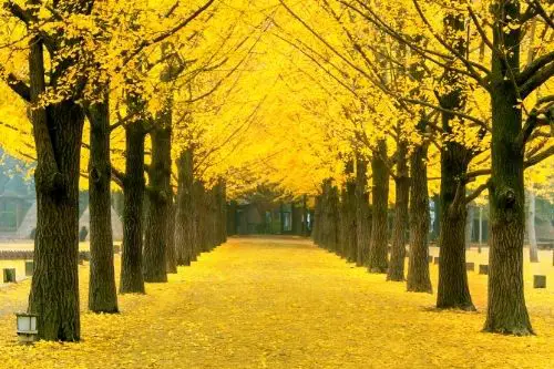 Nami Island Ginko Tree Path in Fall