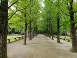 Ruta del árbol de abedul de la isla Nami en verano