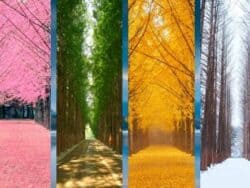 Nami Island Birch Tree in four seasons