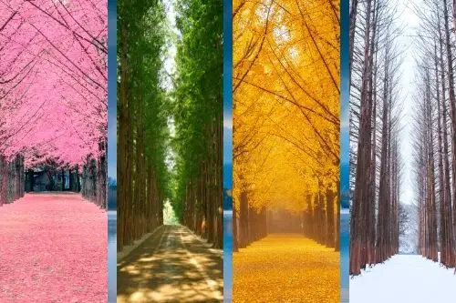 Nami Island Birch Tree in four seasons