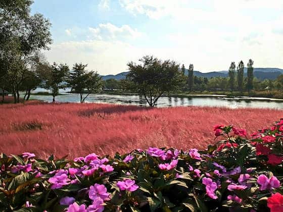 Jarasum flower garden