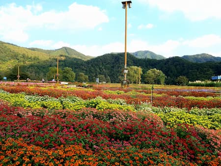 Jarasum flower festival