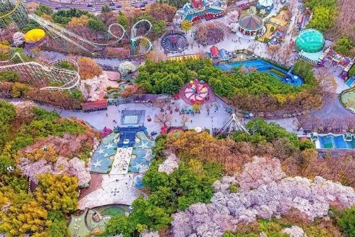 Cherry Blossom a Daegu E-World