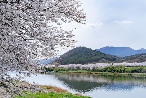 Cherry Blossom Festival at Seomjingang River