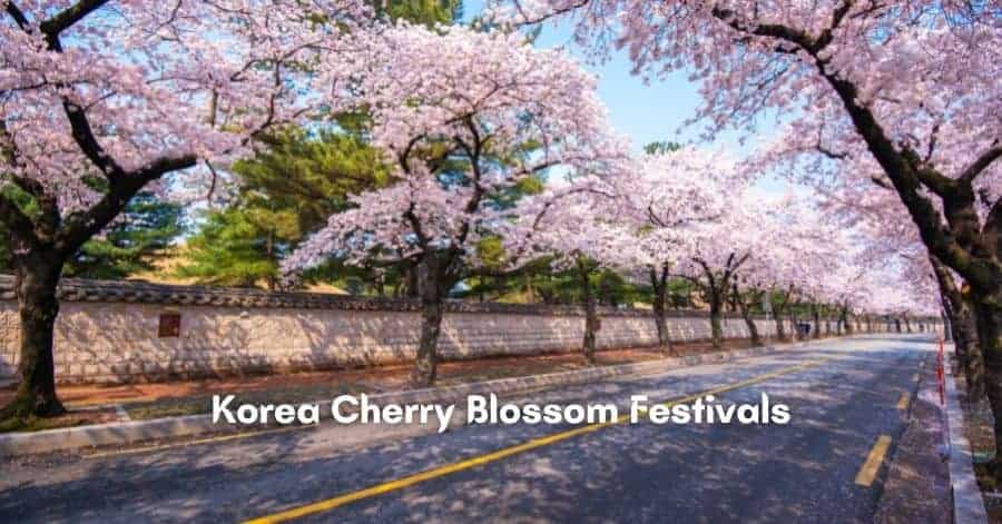 Cherry Blossom Festival in Korea_Featured Image