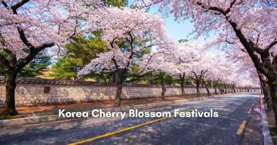 韓国の桜まつり_注目の画像