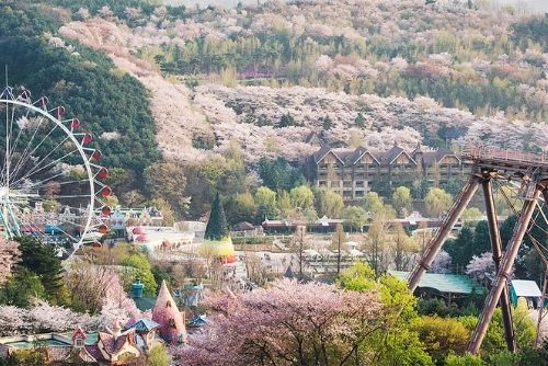 Bunga Sakura di Everland di Yongin
