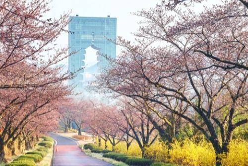 Bunga Sakura di Menara Gyeongju