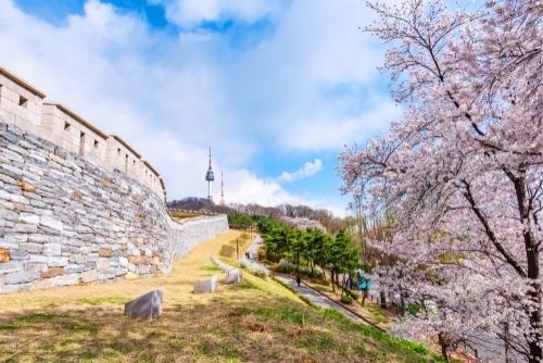 Cherry Blossom al Parco di Namsan