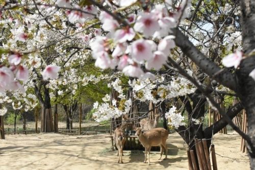 Cherry Blossom nella foresta di Seoul