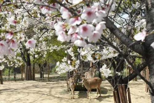 Cherry Blossom at Seoul Forest