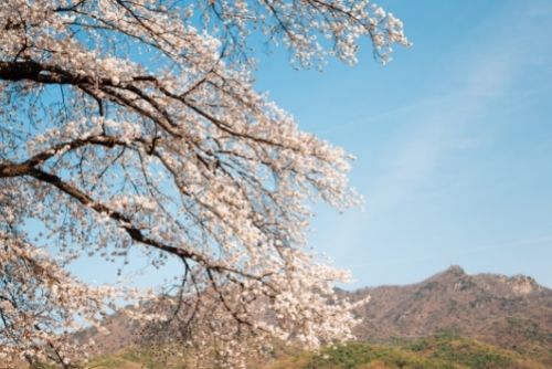 Cherry Blossom at Seoul Grand Park in Gwacheon