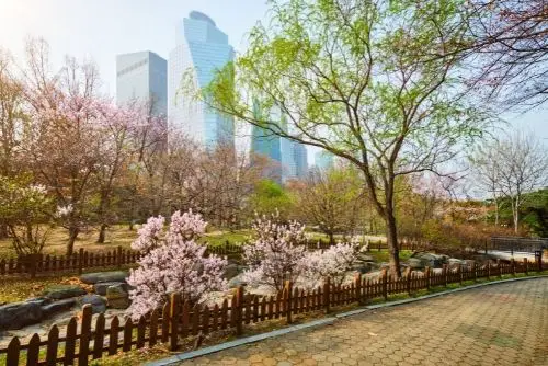 Cherry Blossom in Yeouido