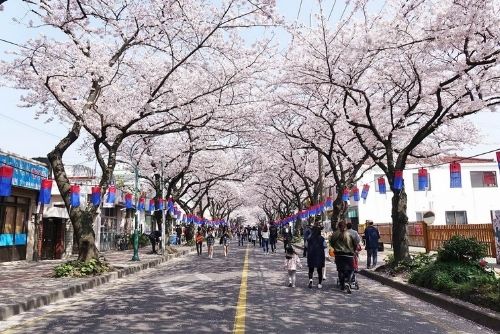 เทศกาลดอกซากุระที่เชจูที่ถนนวัฒนธรรมซอซาราจอนนอง