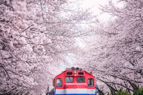 Festival Bunga Sakura Jinhae Gunhangje di Korea
