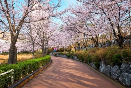 Festival dei fiori di ciliegio del lago Seokchon