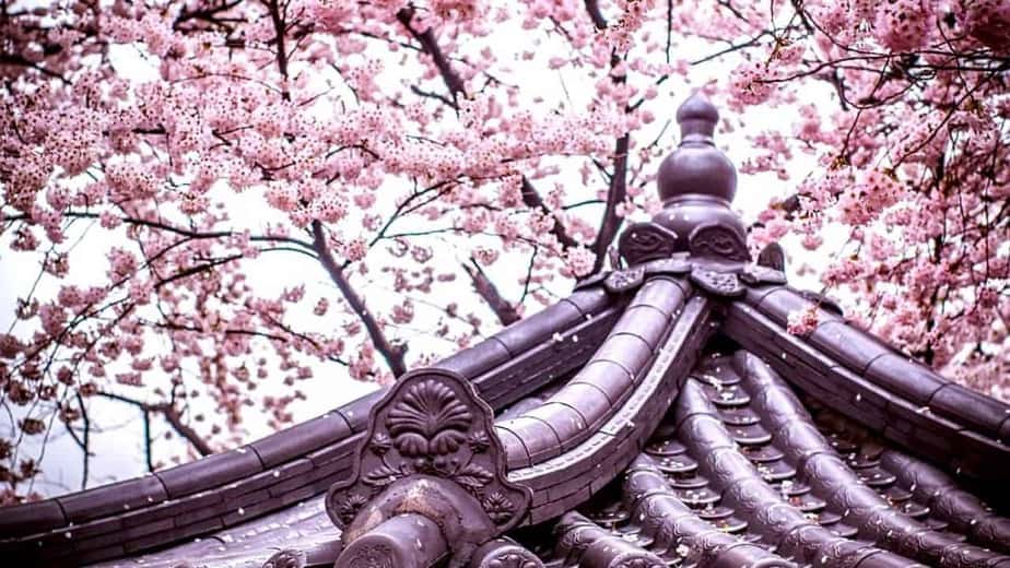 Festival Bunga Sakura Korea