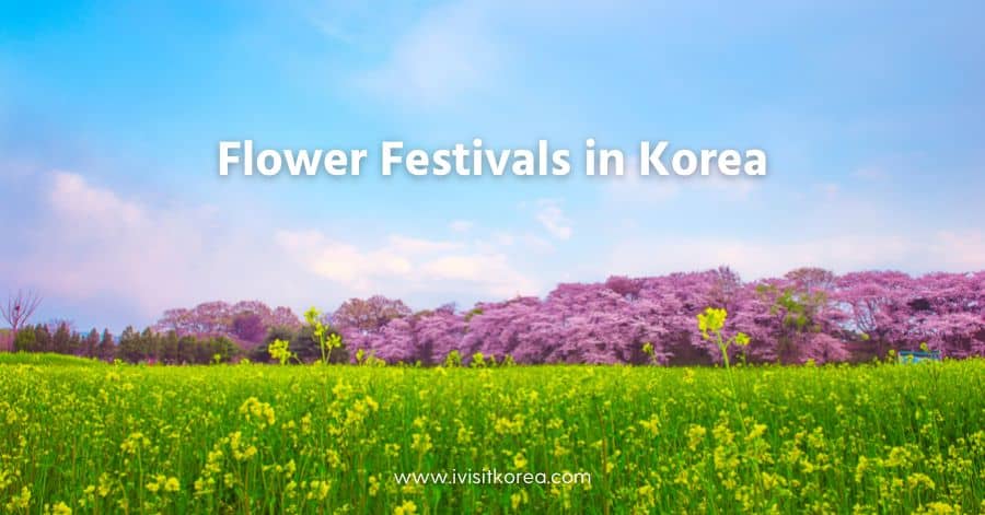 เทศกาลดอกไม้ในเกาหลี