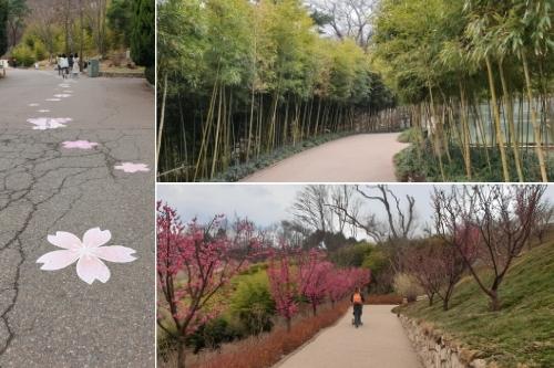 Cara menuju Sky Plum Blossom Trail