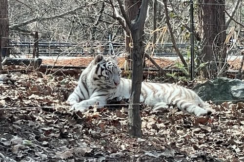 White Tiger in Everland Safari