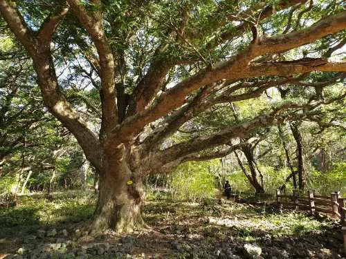 Bijarim in Jeju Island