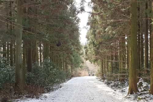 Sentiero nel bosco di Saryeoni in inverno