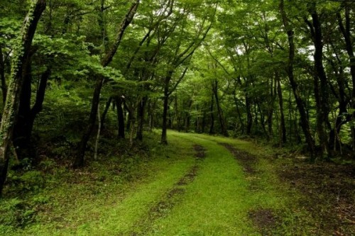 Saryeoni forest path