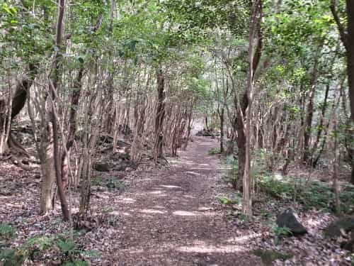 Seonheulgot Dongbaek-Dongsan trail path