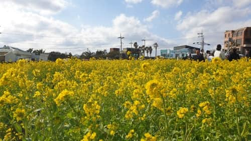 Yuchae Flowers in fron of Sanbangsan Mountain