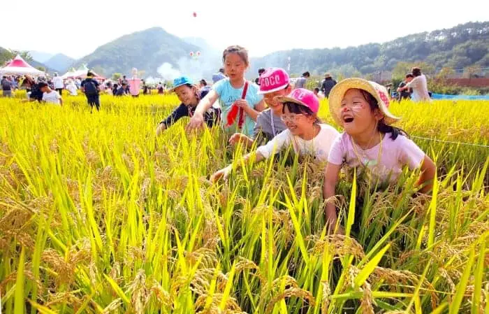 Wanju Wildfood festival 2019