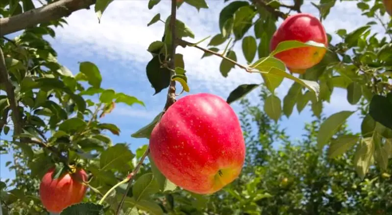 cheongsong apple festival