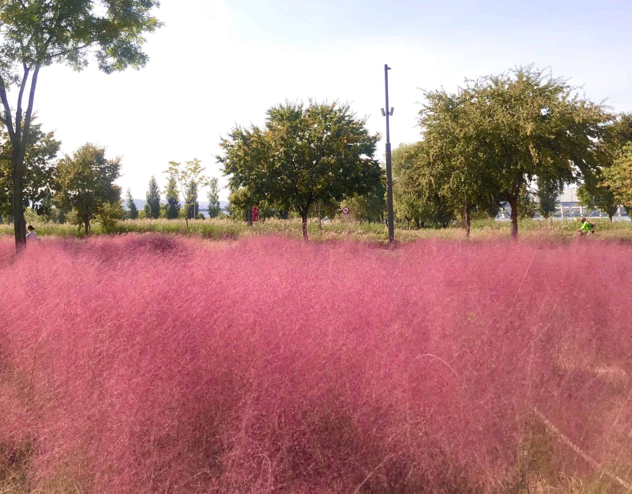 jeju pink muhly