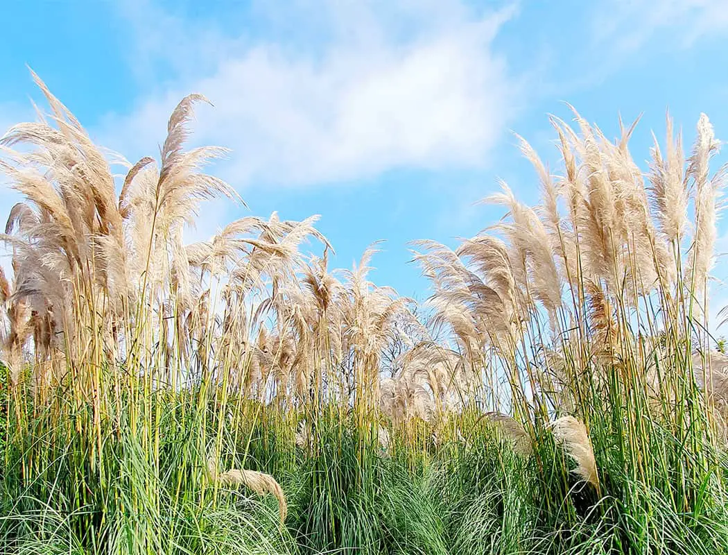 taean-pampas-festival