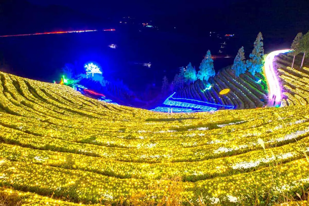boseong tea farm lighting festival