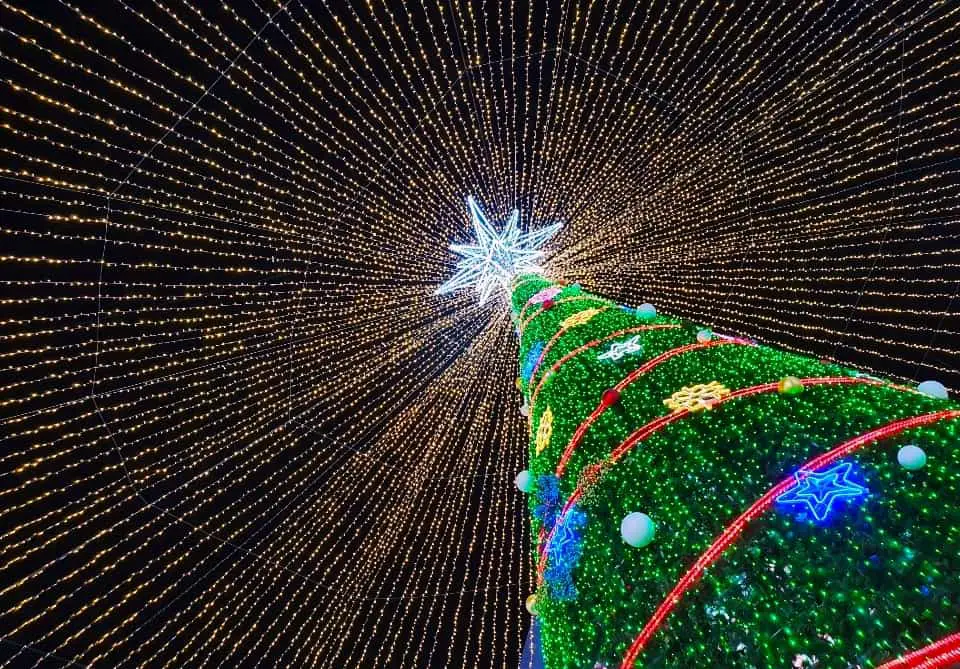 busan Christmas tree festival