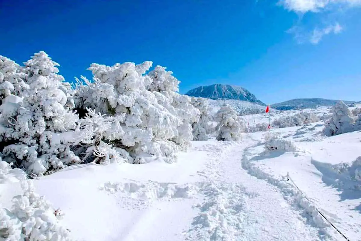 jeju-island winter-festival