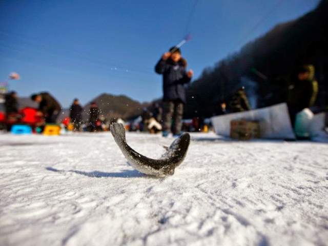 Hwacheon Sancheoneo festival