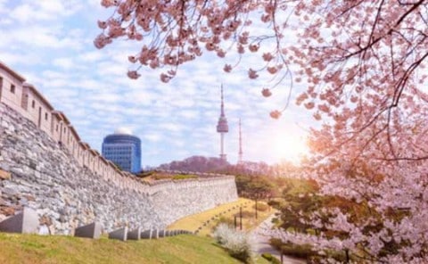 Namsan Park Cherry Blossom