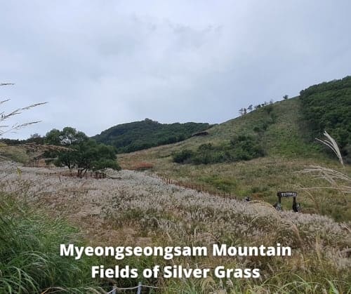 Myeongseongsan Mountain Silver Grass