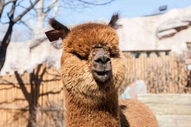 Alpaca in Children's Grand Park Zoo