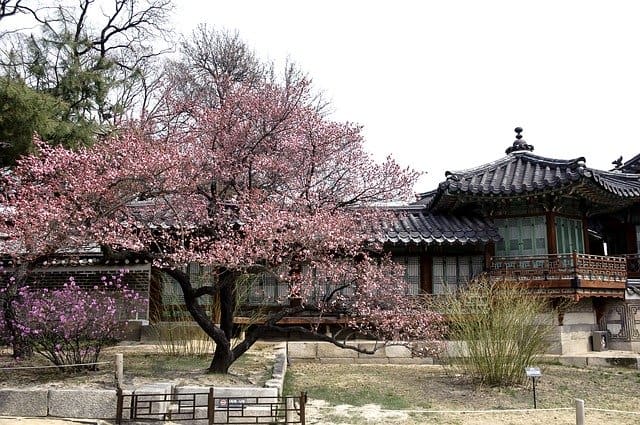 Immagine del fiore di ciliegia del palazzo di Changdeokgung