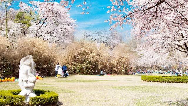Children's Grand Park Cherry Blossom