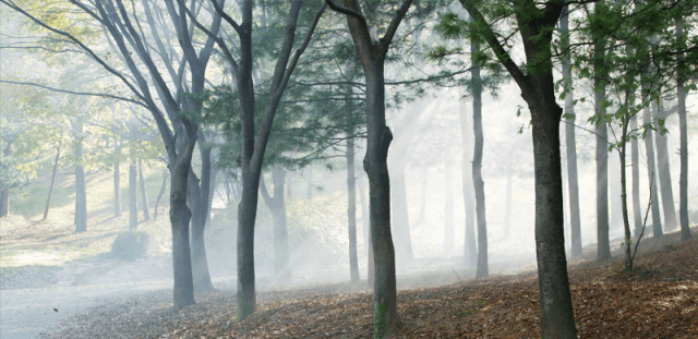 Seoul Grand Park Forest