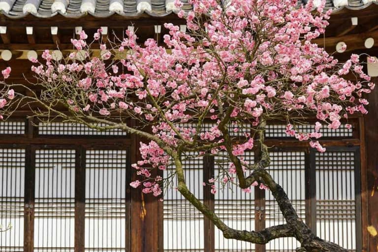 14 Best Day Trips From Seoul- Updated