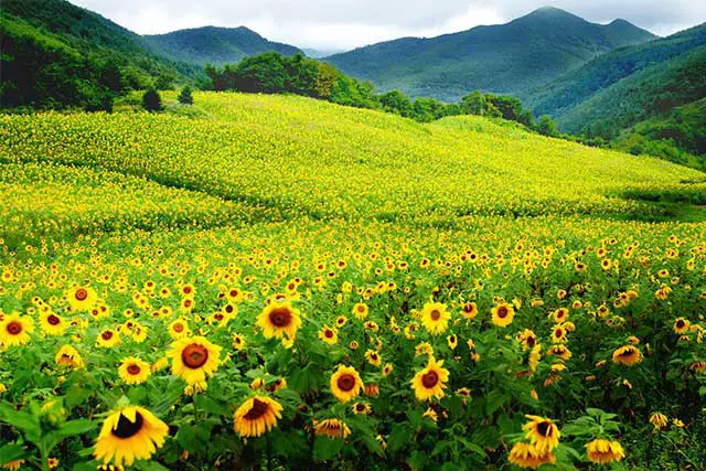 Taebaek Sunflower Festival