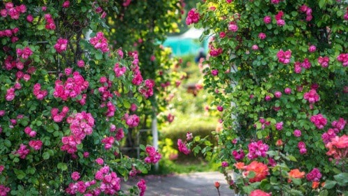 Giardino di rose del parco di Ttukseom Hangang