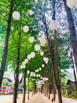 Best place for lovers in Seoul - Nami Island